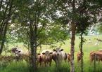 The fields around Easter Auchnaguie are often home to cows and sheep so if you bring your dog it must be well behaved.