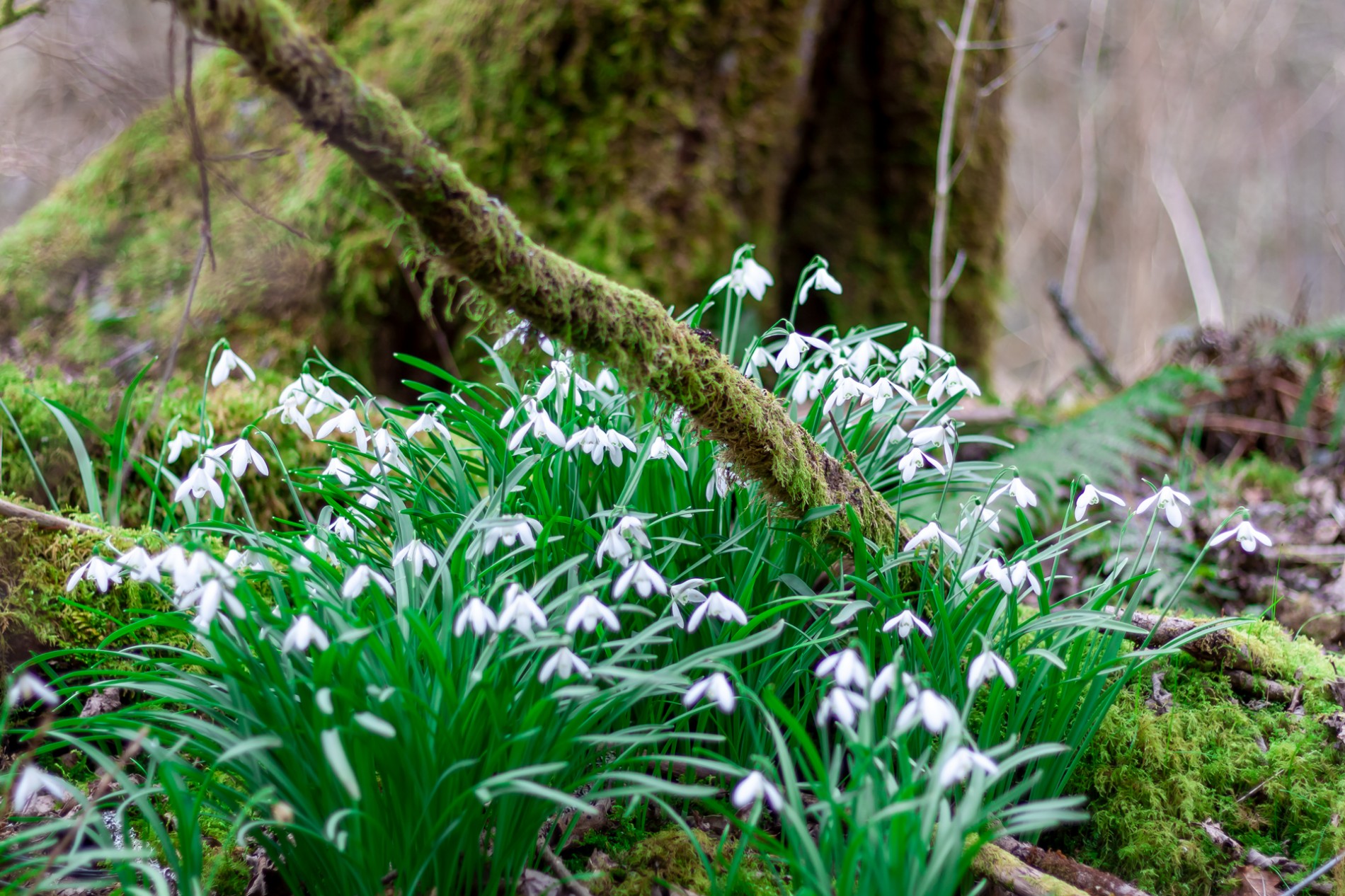 Grandtully Home from Home Perthshire