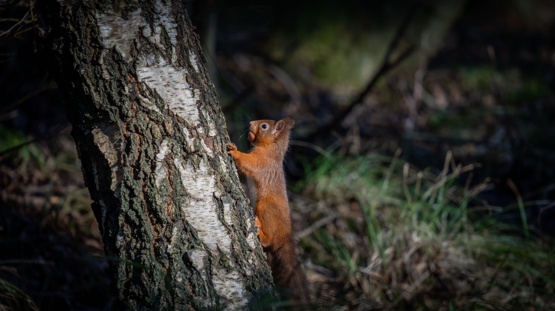  Home from Home Perthshire