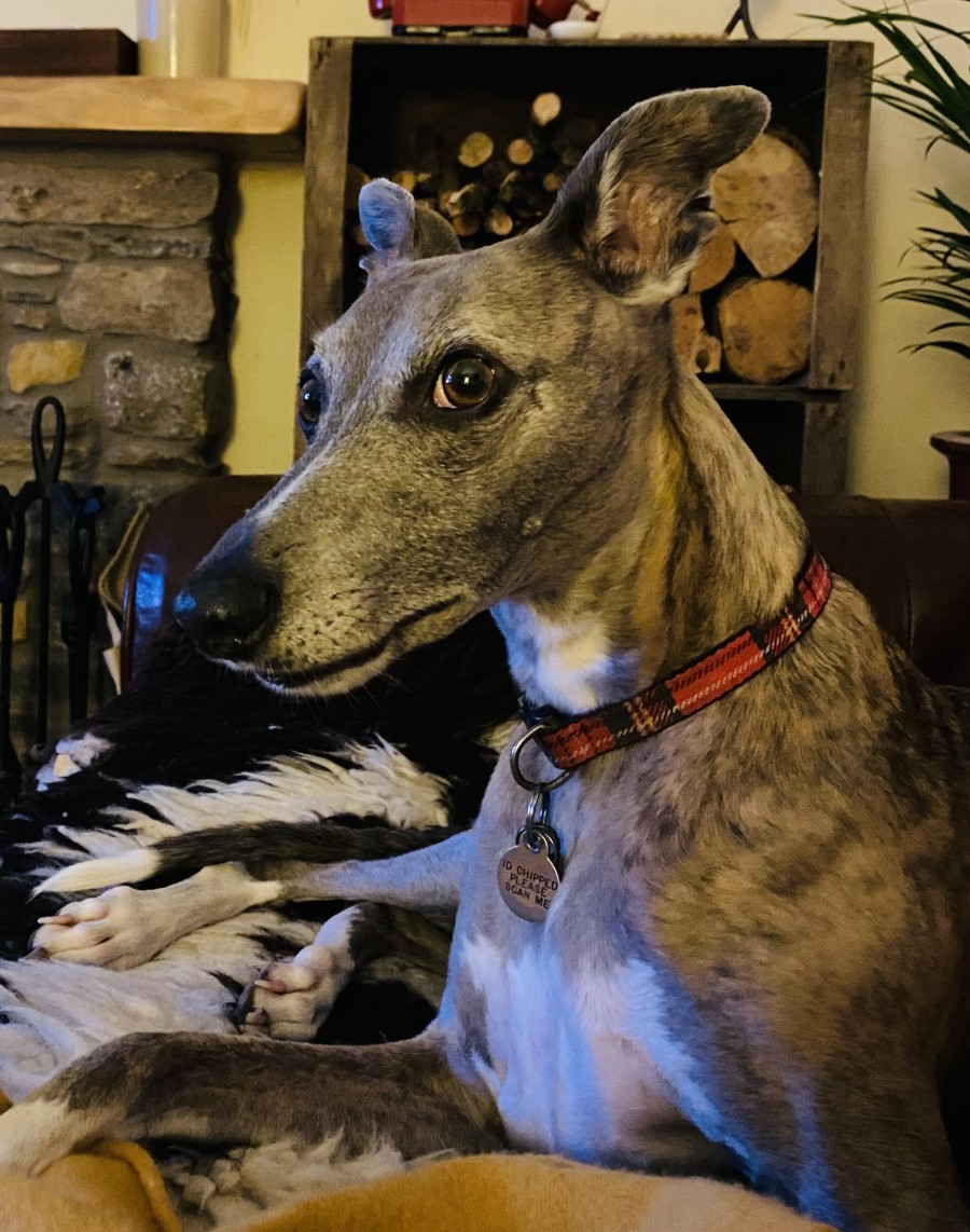 Canine Health & Happiness