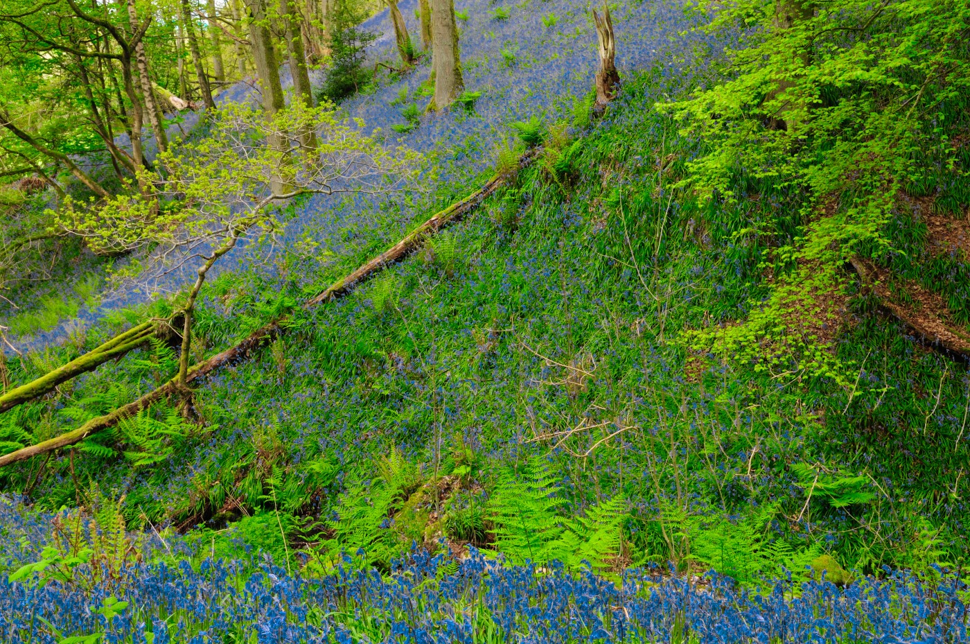 Bluebells in the Perthhsire forests