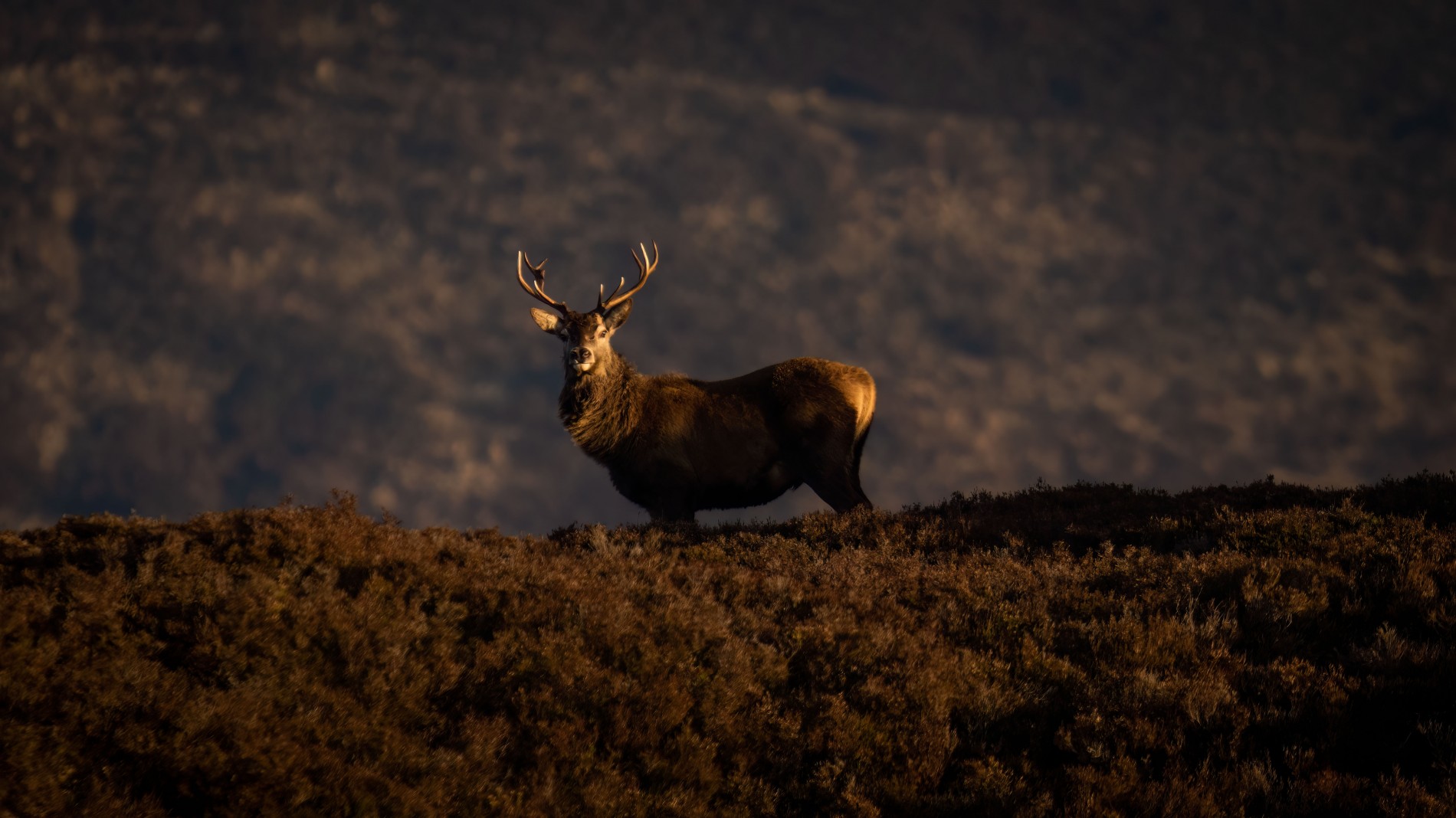 Lettoch Beag Killiecrankie holiday cottages highland perthshire holiday homes munroe bothy luxury self catering cairngorm national park short breaks couples rewilding Walk highlands Etape caledonia Blair Castle weddings