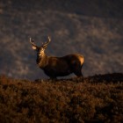 Lettoch Beag Killiecrankie holiday cottages highland perthshire holiday homes munroe bothy luxury self catering cairngorm national park short breaks couples rewilding Walk highlands Etape caledonia Blair Castle weddings